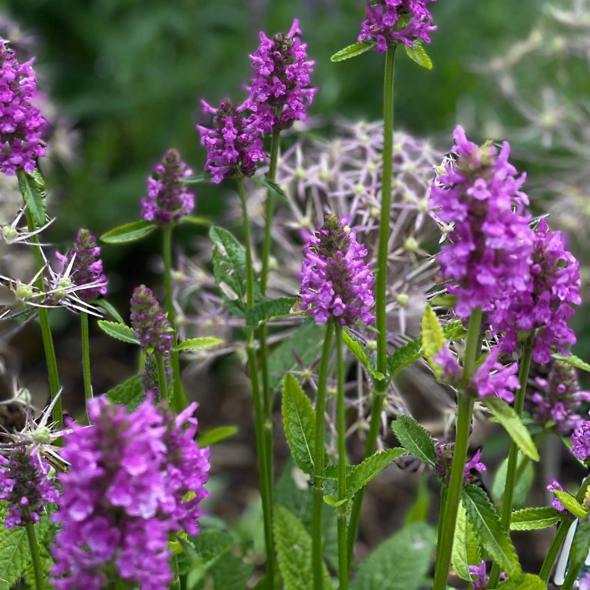 Stachys monieri Humello - Mason House Garden