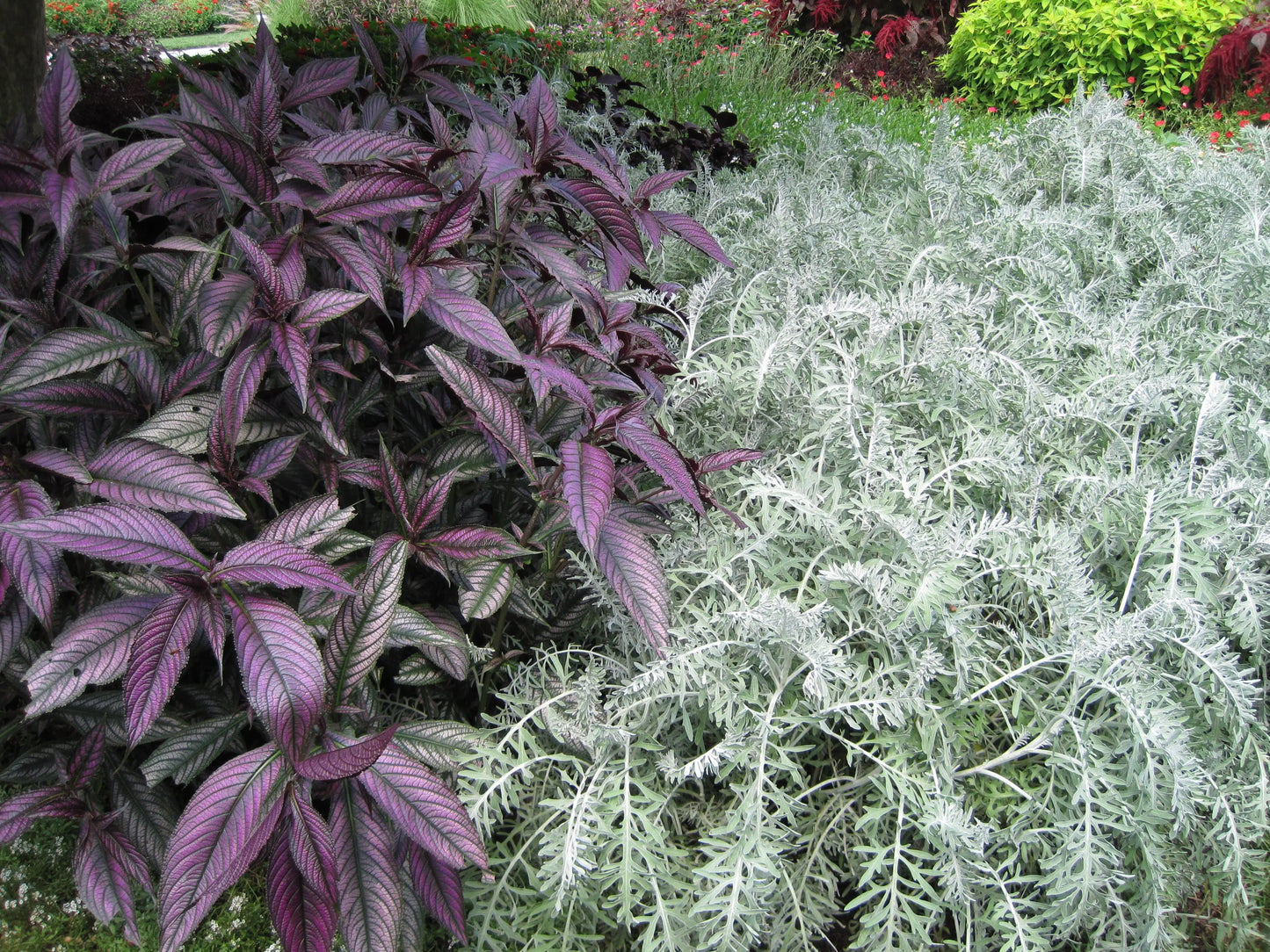 Strobilanthes dyerianus