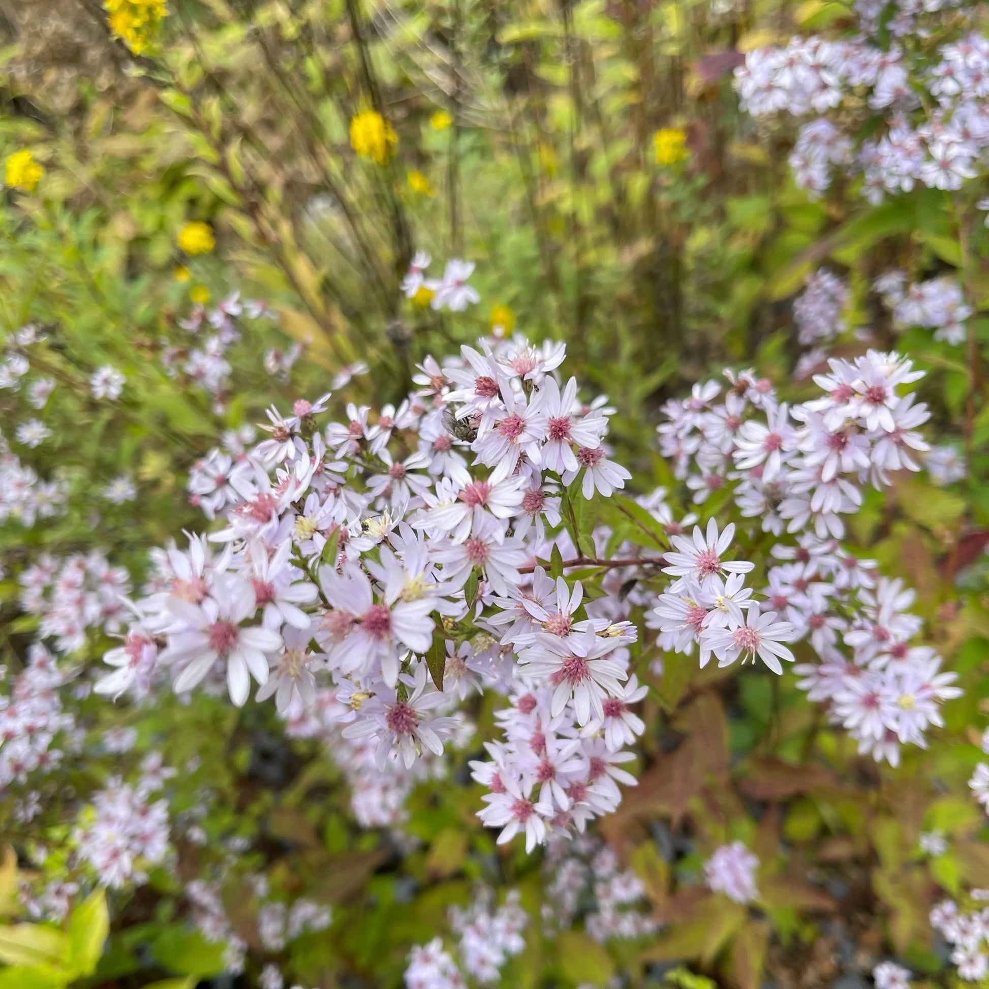 Symphyotrychium cordifolium Avondale - Mason House Garden