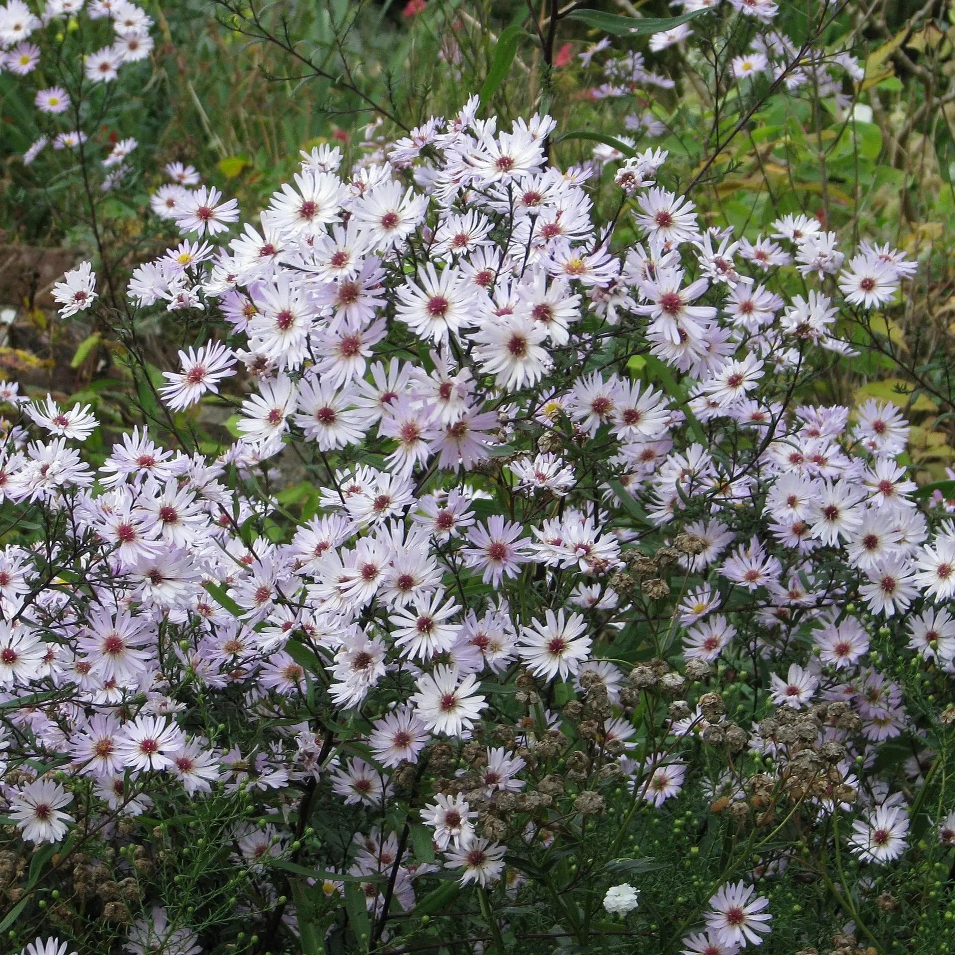 Symphyotrichium (Aster) Vasterival - Mason House Garden