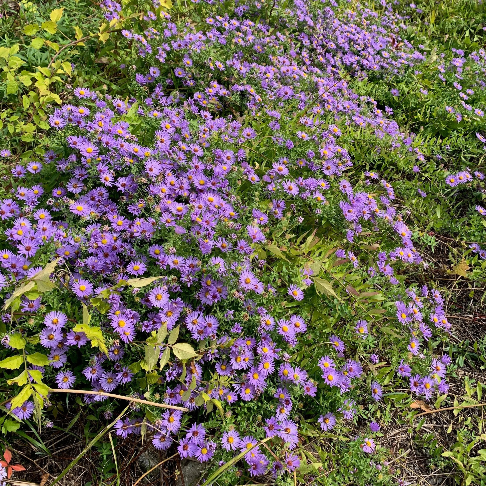 Symphyotrichium oblongifolium October Sky - Mason House Garden