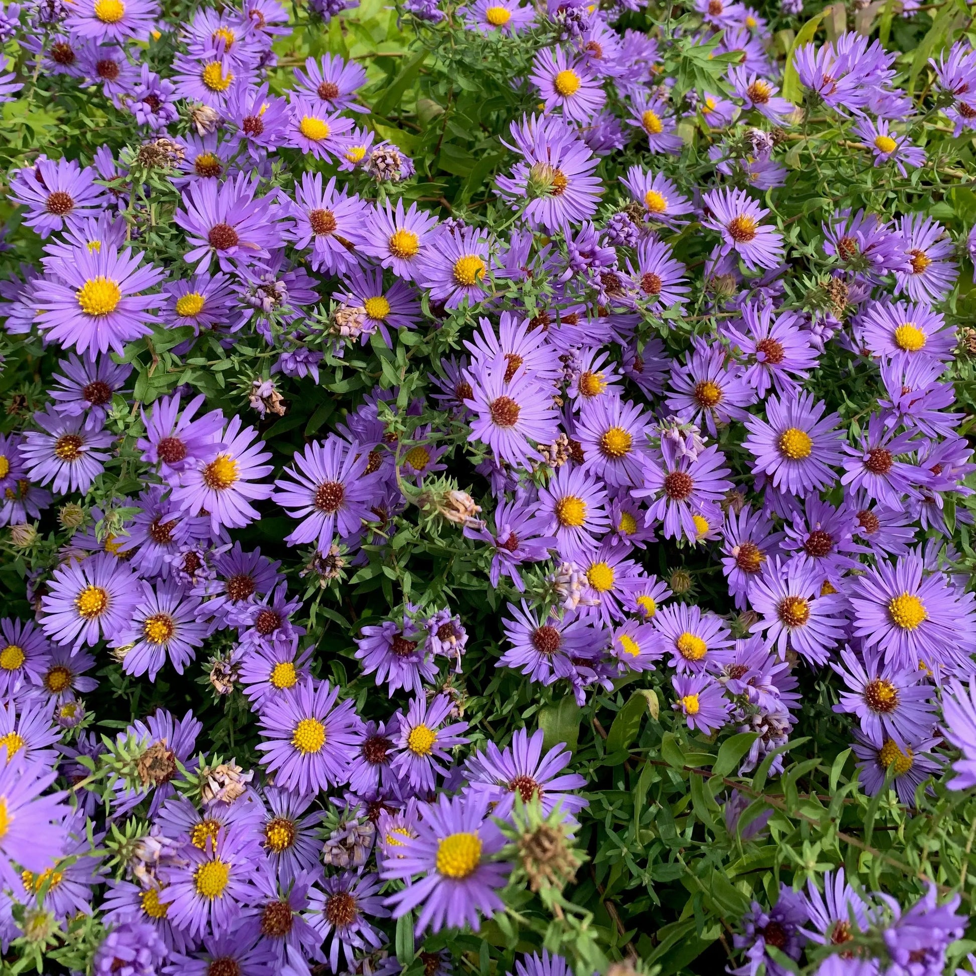 Symphyotrichium oblongifolium October Sky - Mason House Garden