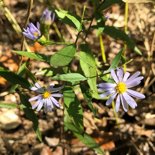 Symphyotrichium turbinellum - Mason House Garden