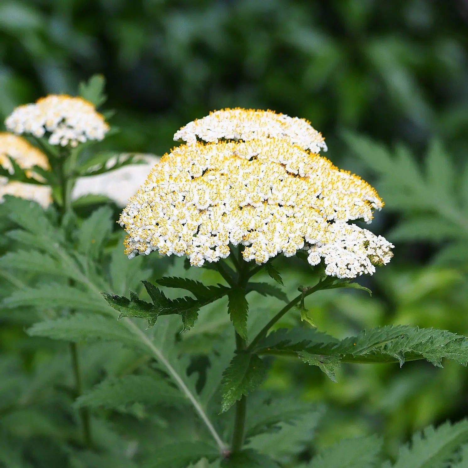 Tanacetum macrophyllum - Mason House Garden