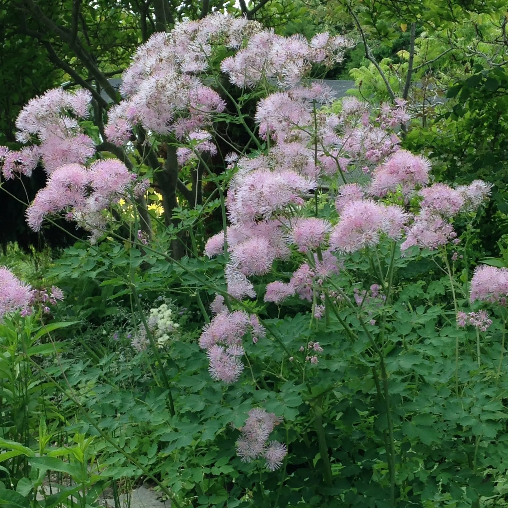 Thalictrum aquilegifolium - Mason House Garden