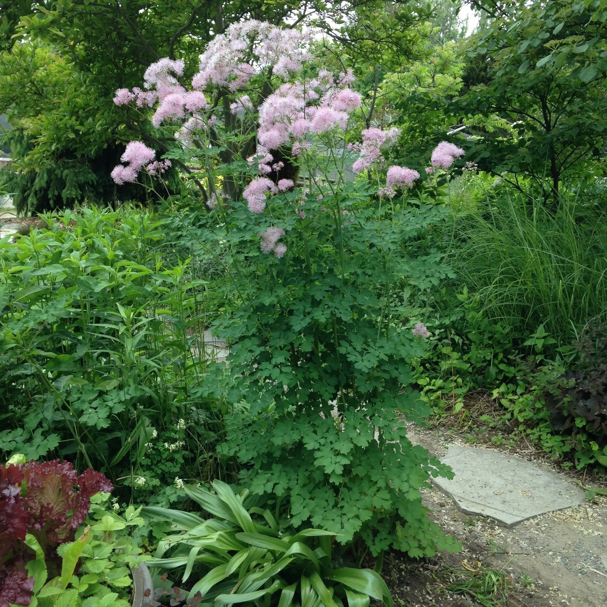 Thalictrum aquilegifolium - Mason House Garden