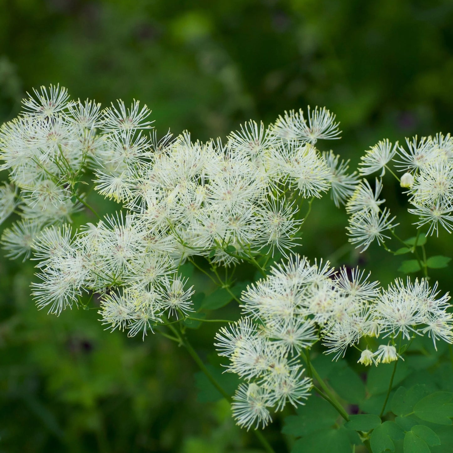 Thalictrum aquilegifolium - Mason House Garden