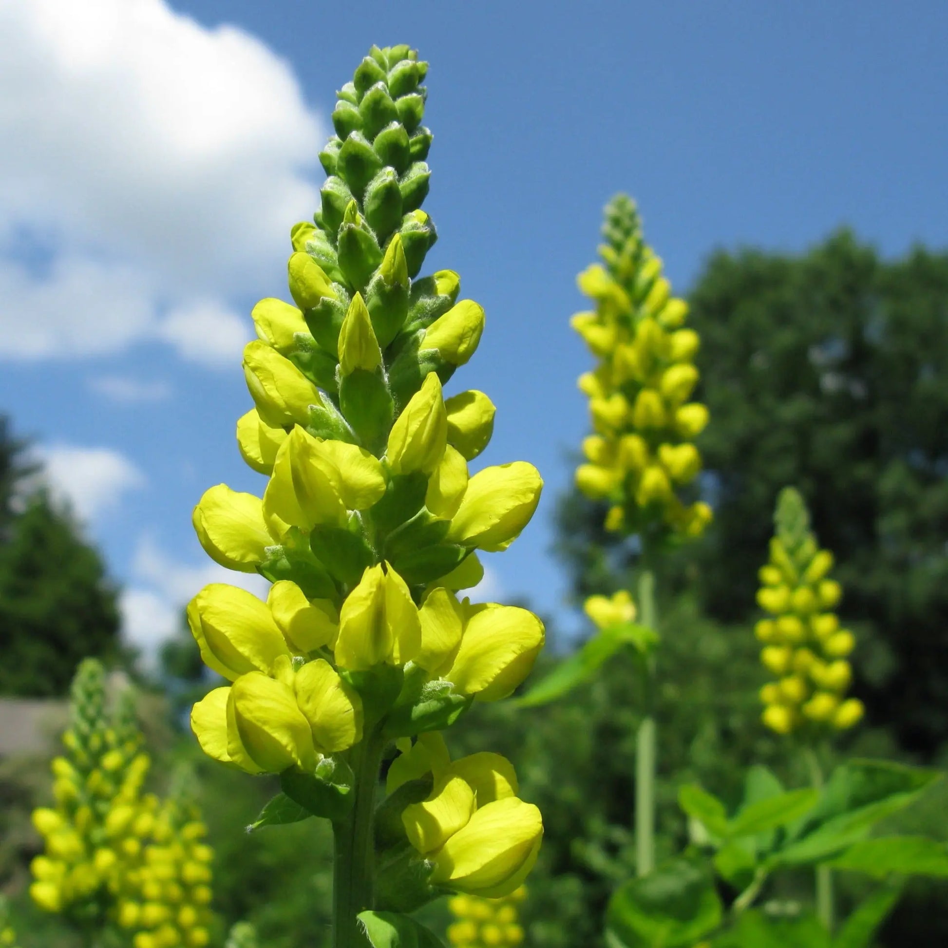 Thermopsis villosa - Mason House Garden