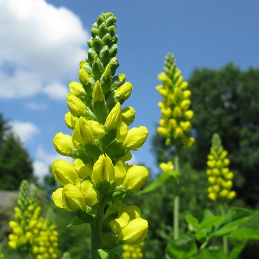 Thermopsis villosa - Mason House Garden