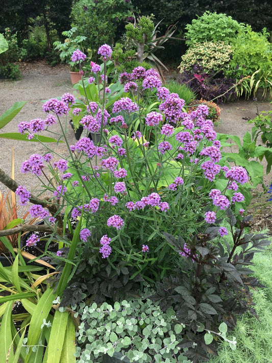 Verbena bonariensis Meteor Shower