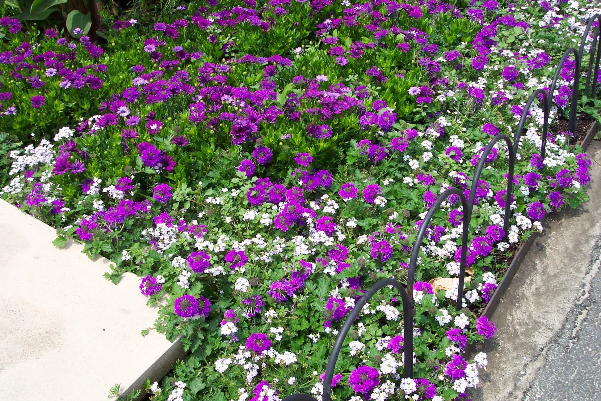 Verbena Homestead Purple - Mason House Garden