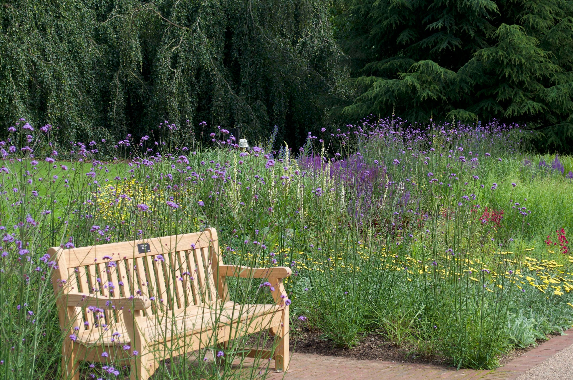 Verbena bonariensis - Mason House Garden