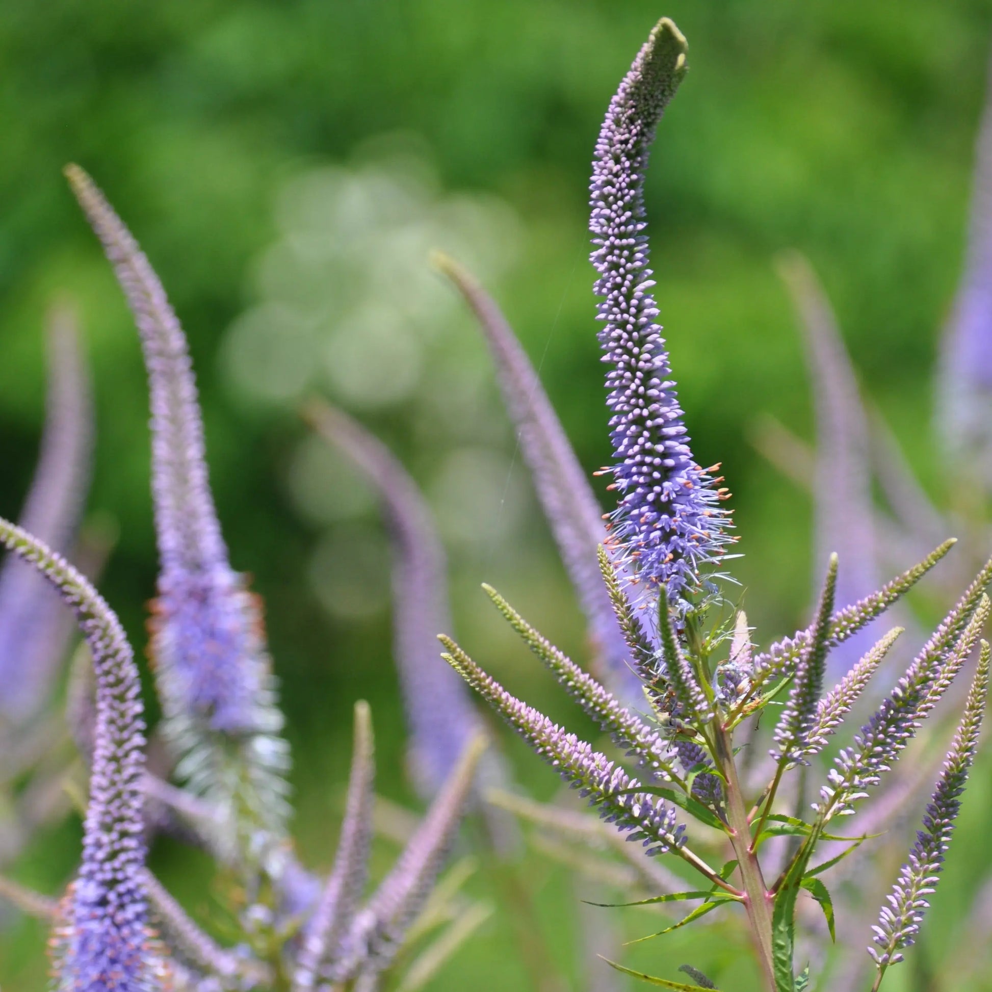 Veronicastrum virginicum Fascination - Mason House Garden