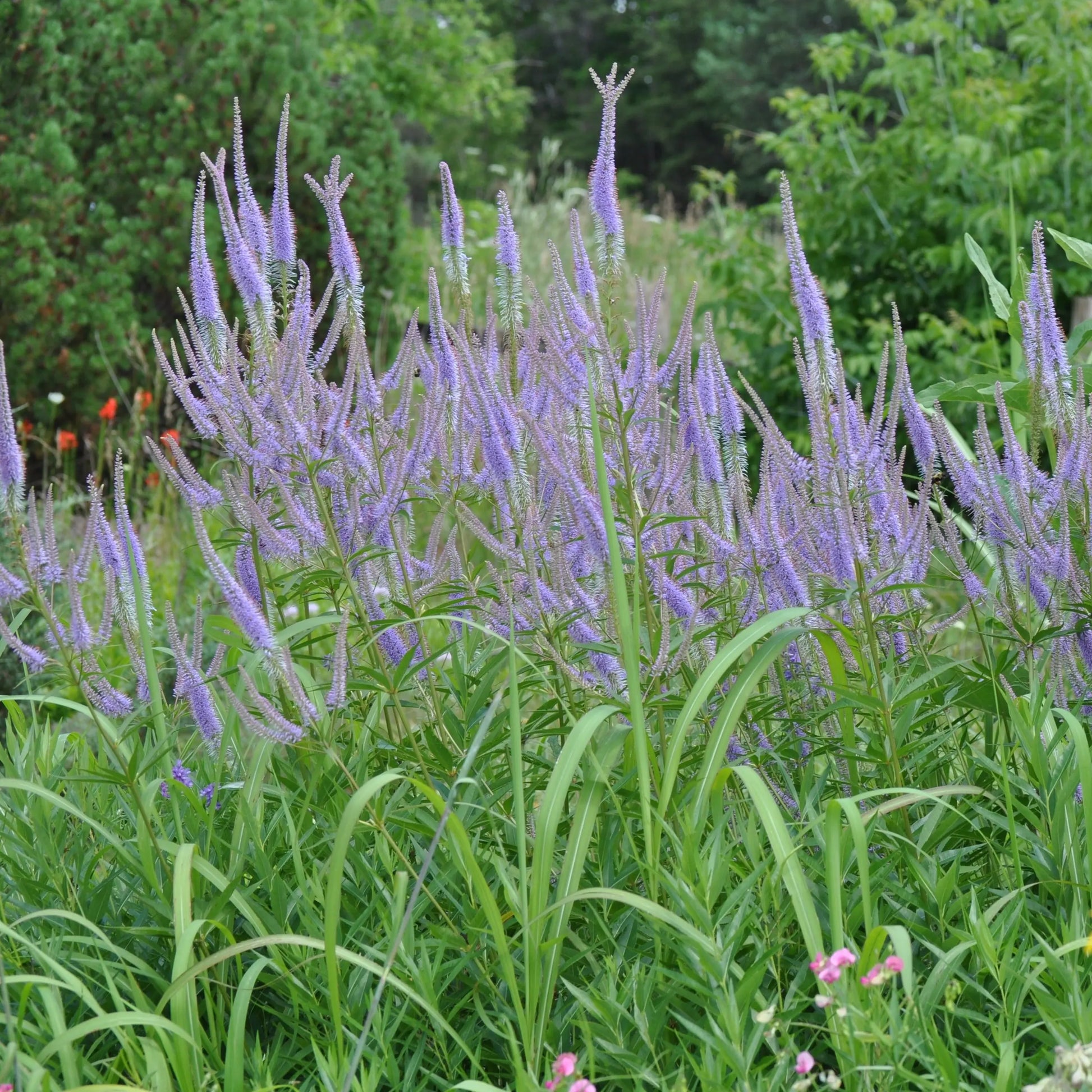 Veronicastrum virginicum Fascination - Mason House Garden