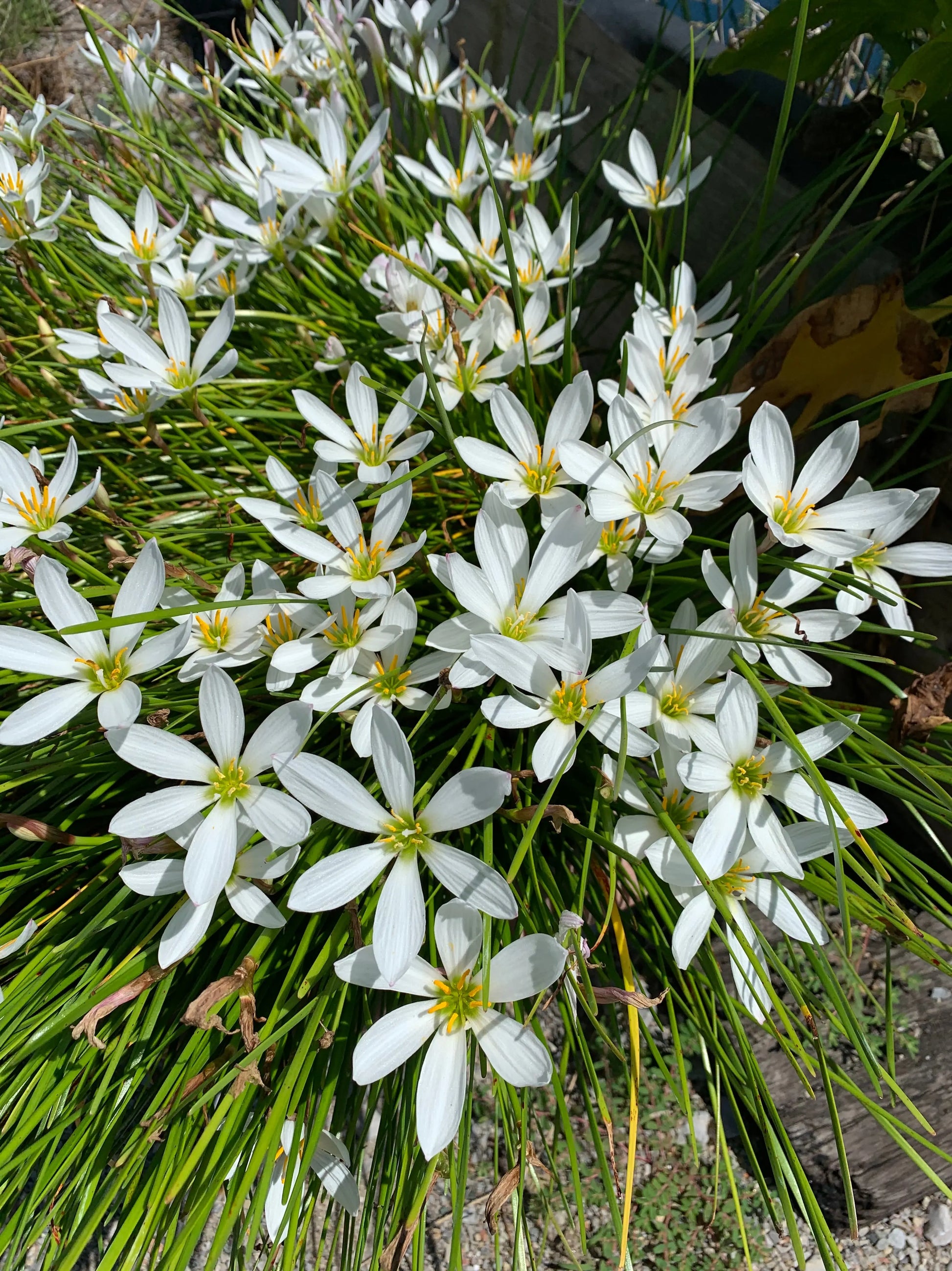 Zephyranthes candida - Mason House Garden