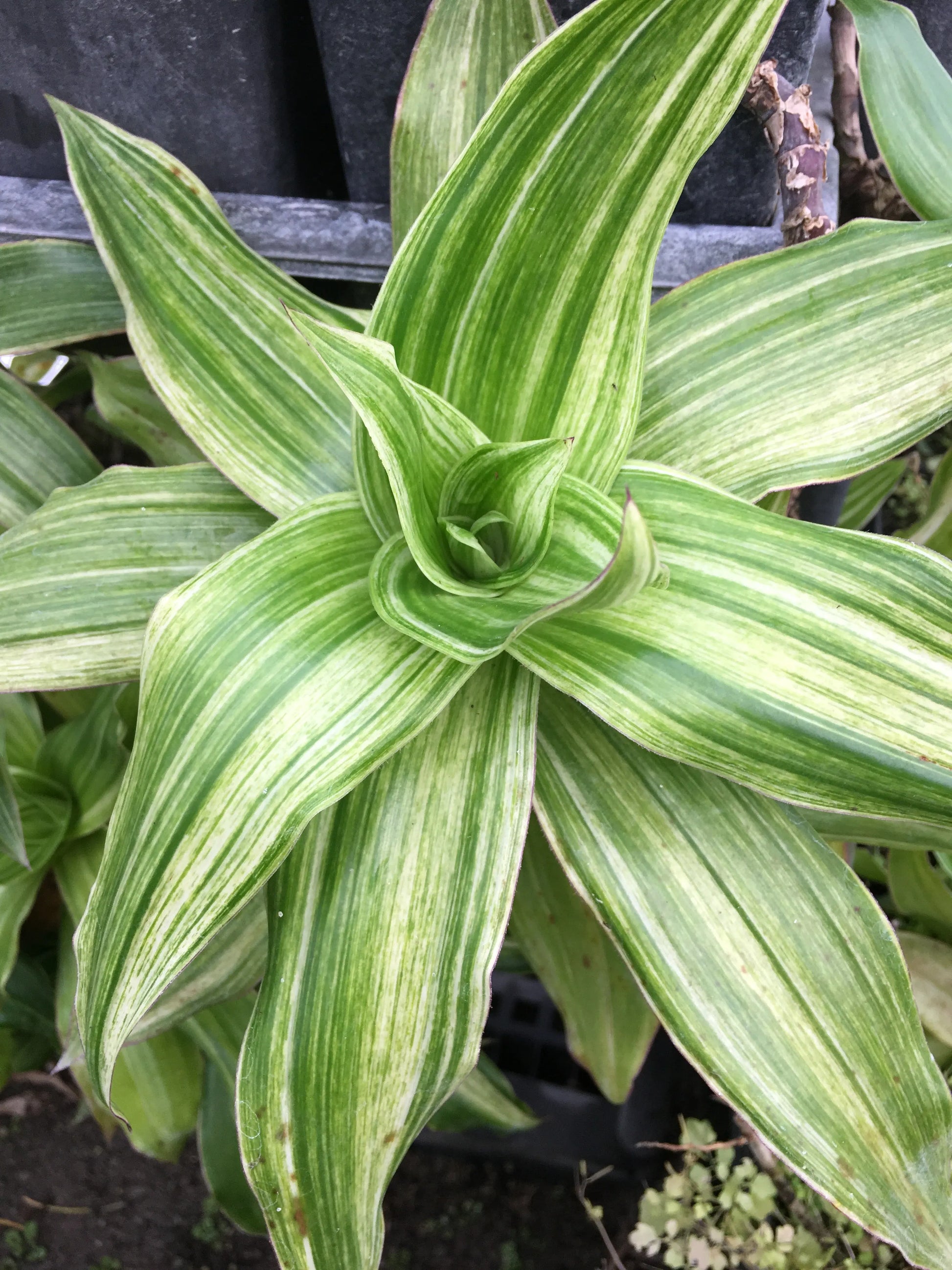 Callisia fragrans Variegata - Mason House Garden