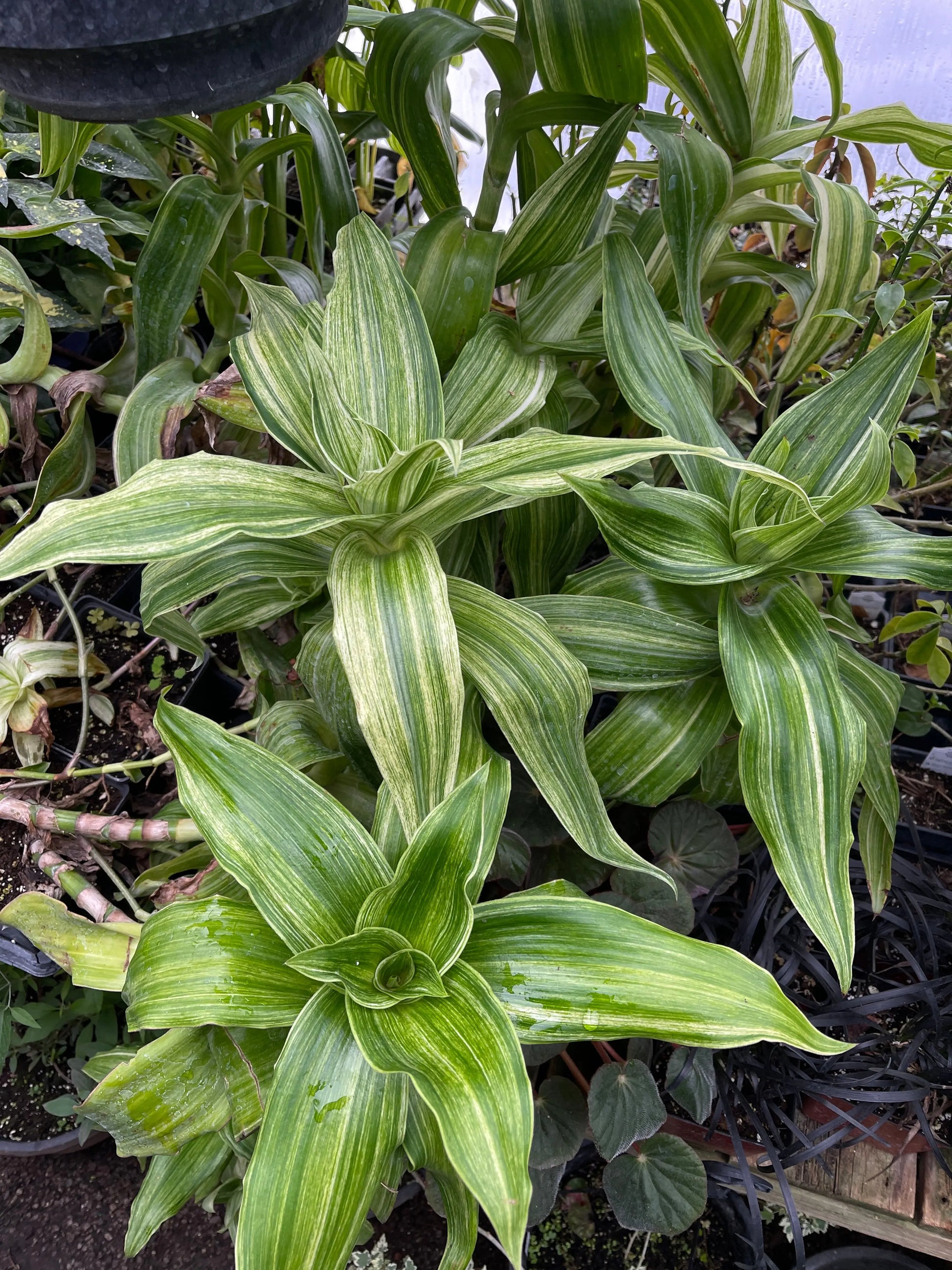 Callisia fragrans Variegata - Mason House Garden