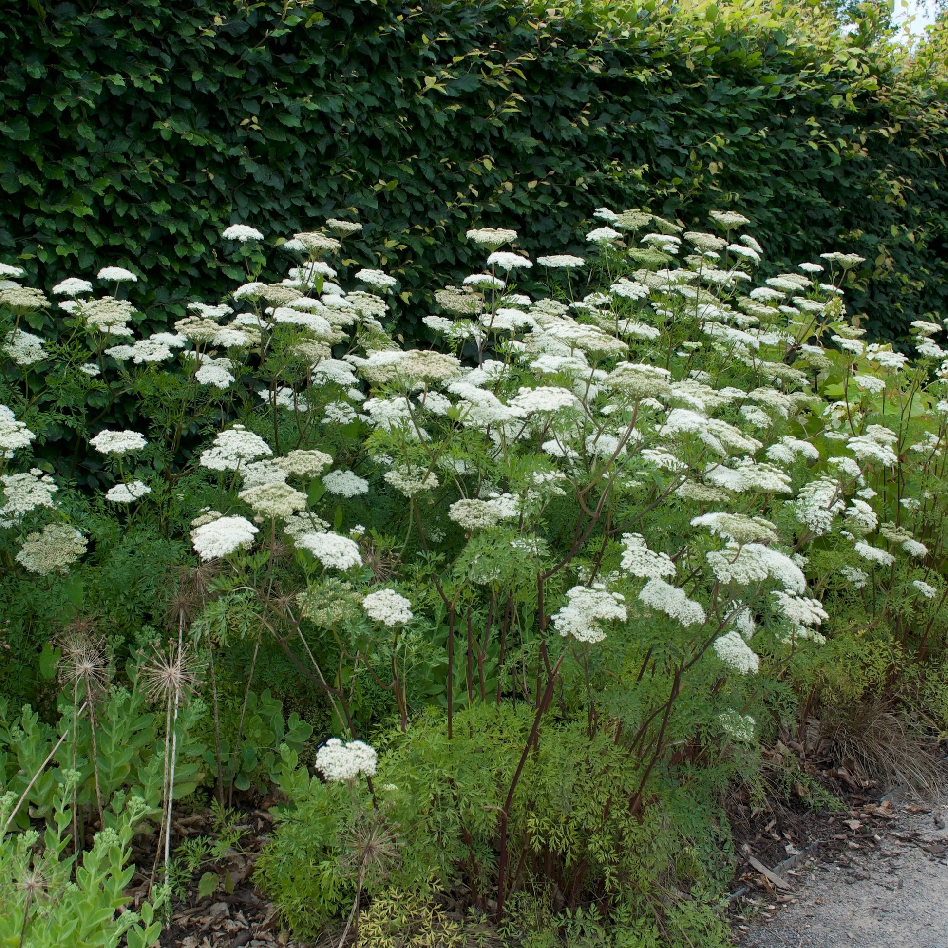 Cenolophium denudatum - Mason House Garden