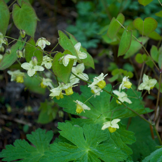 Epimedium versicolor Sulphureum