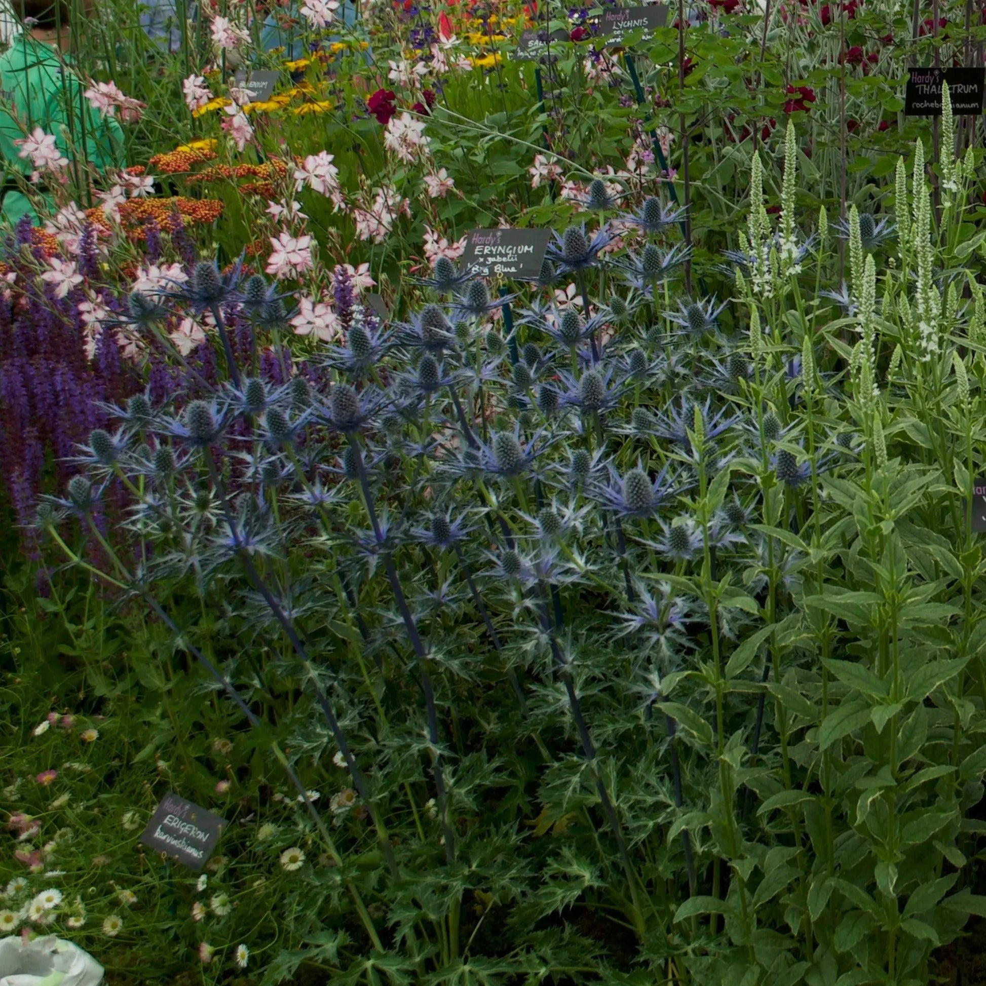 Eryngium Big Blue - Mason House Garden