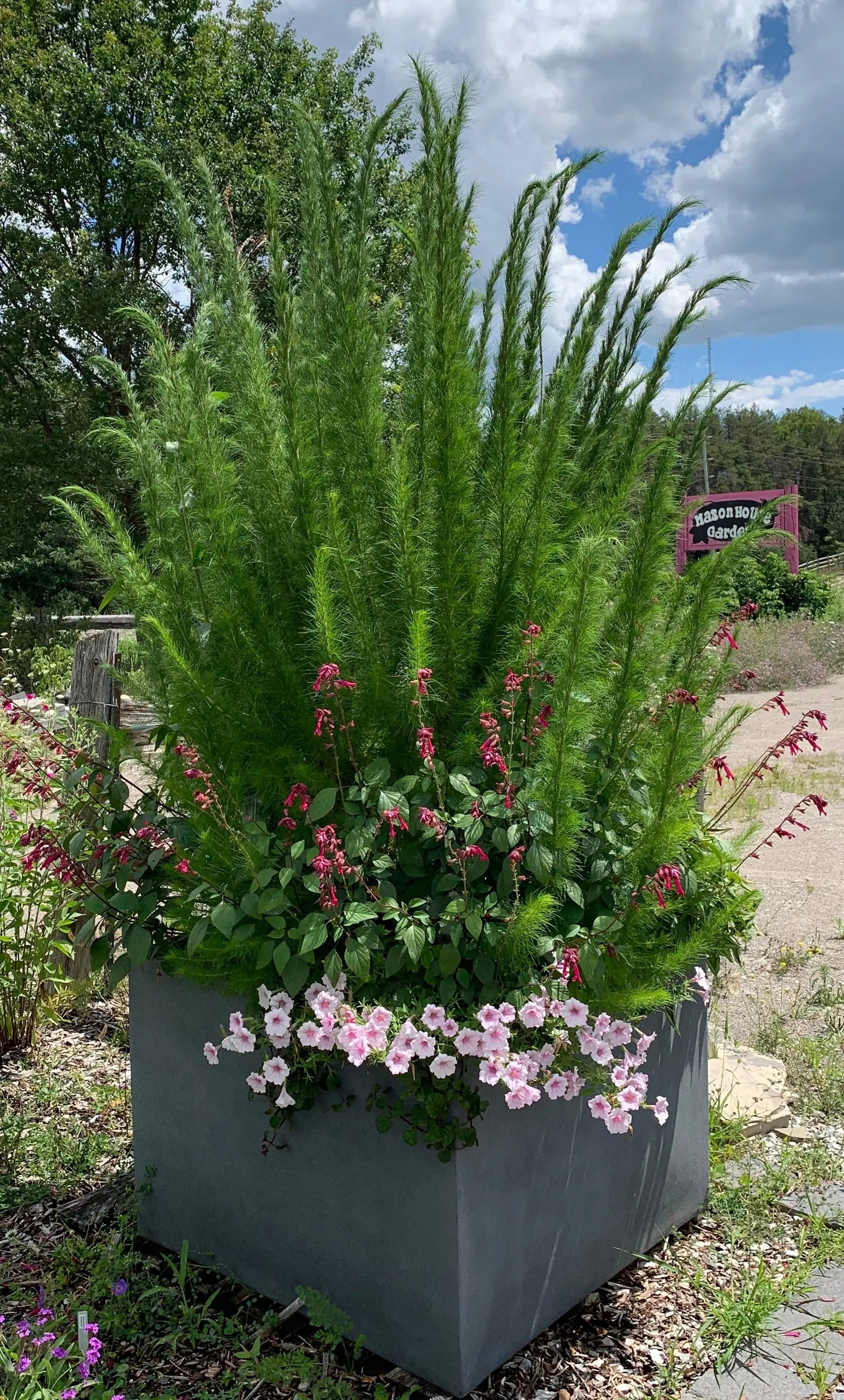 Eupatorium Elegant Feather - Mason House Garden