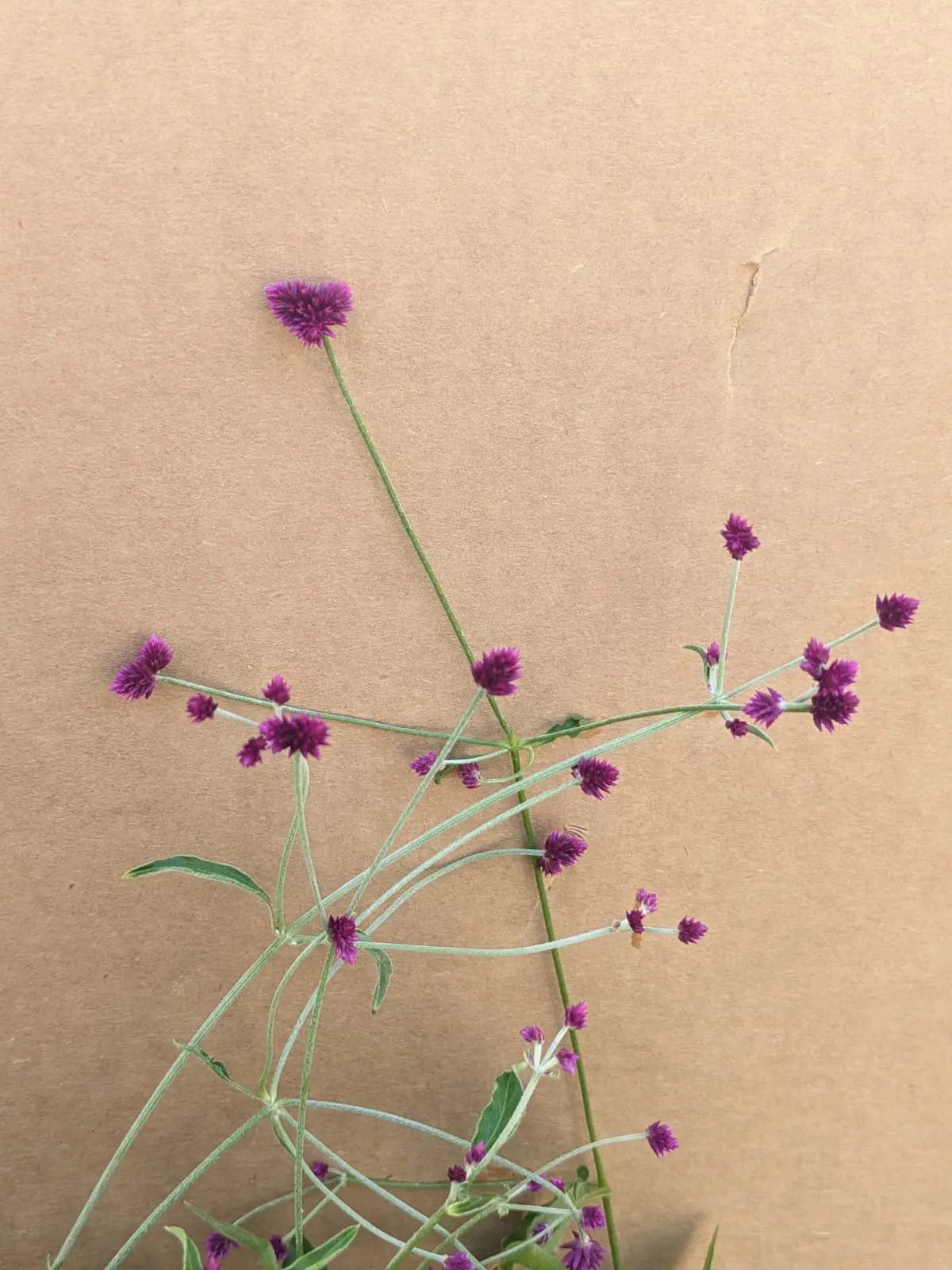 Gomphrena decumbens Magenta - Mason House Garden