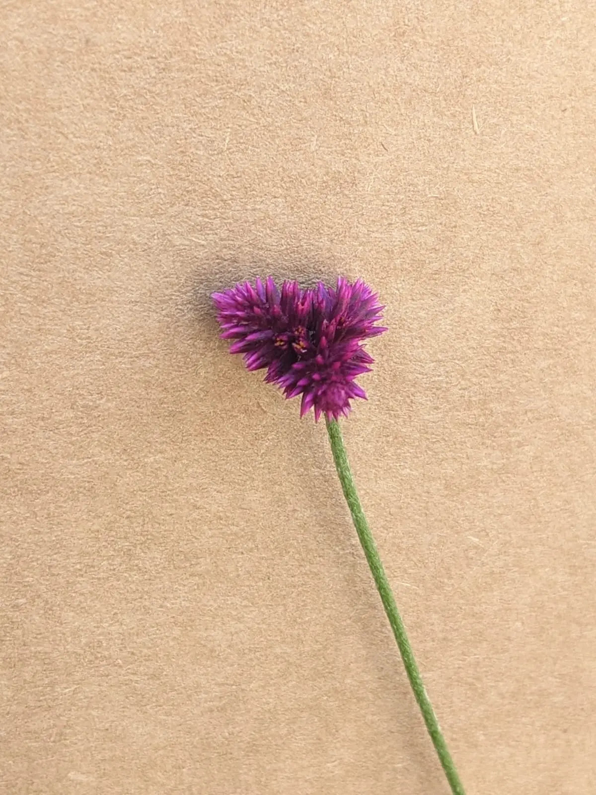 Gomphrena decumbens Magenta - Mason House Garden