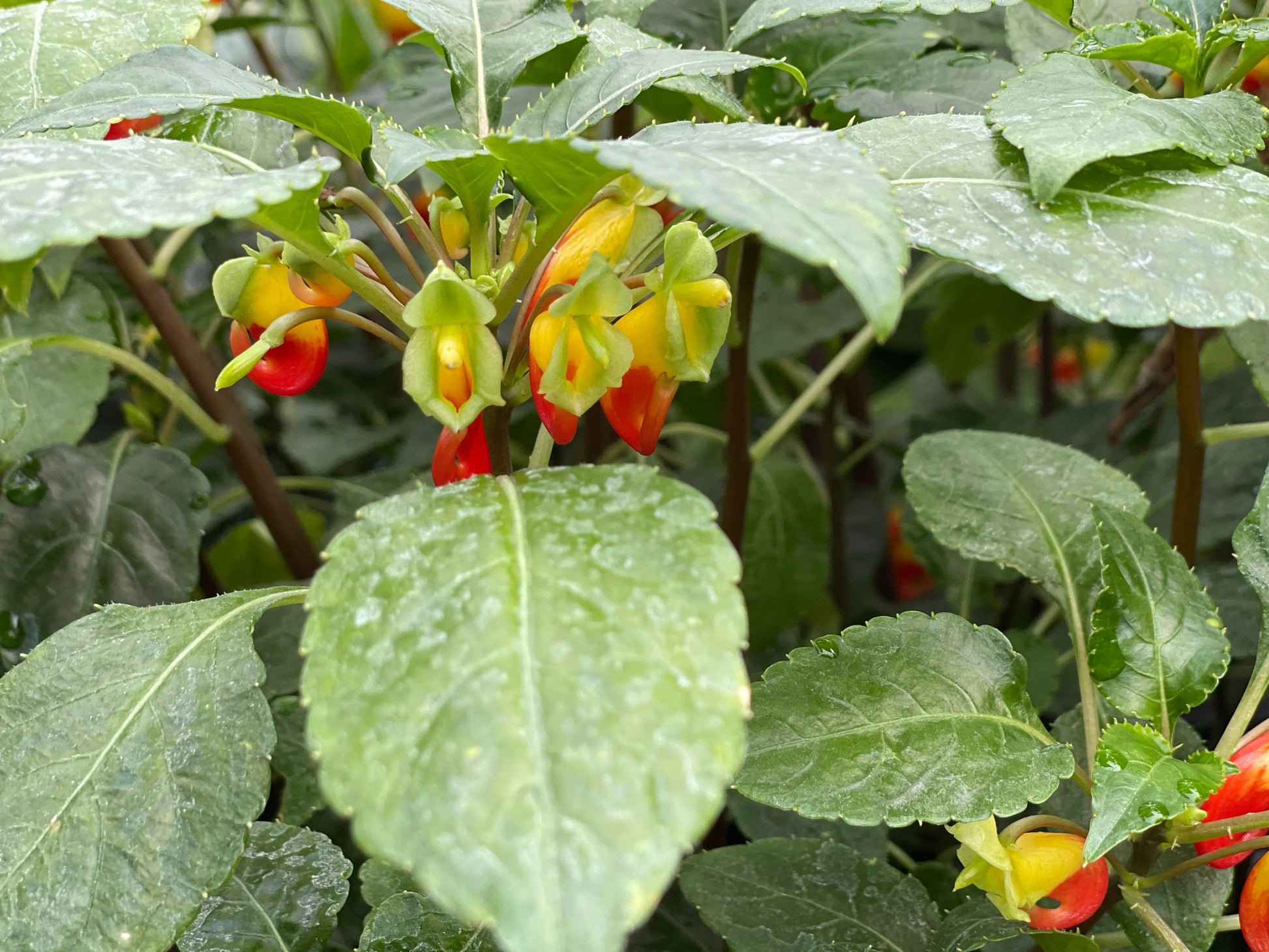 Impatiens niamniamensis - Mason House Garden