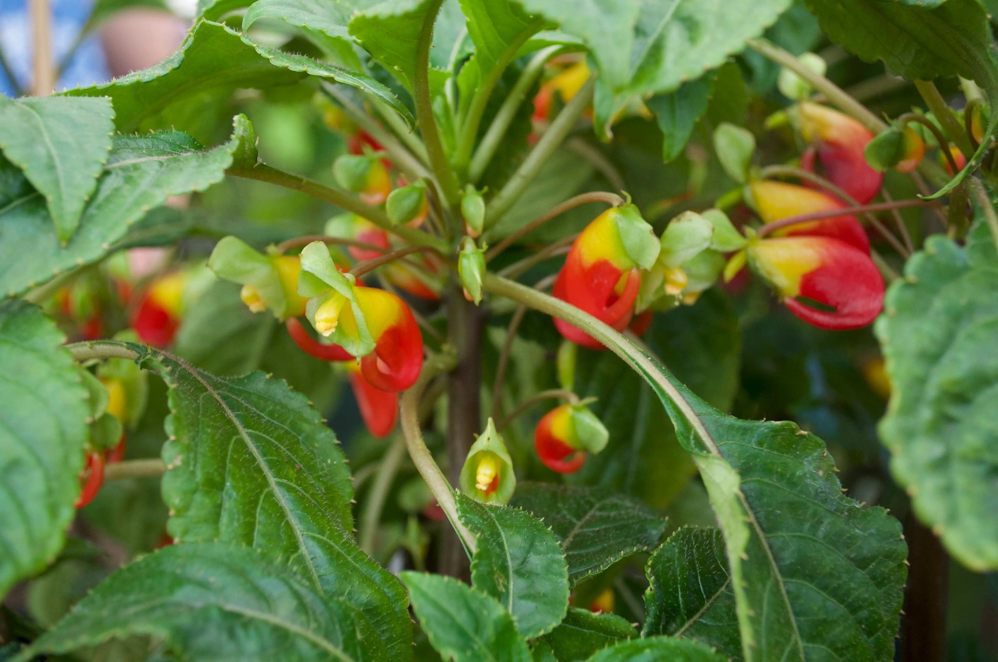 Impatiens niamniamensis - Mason House Garden