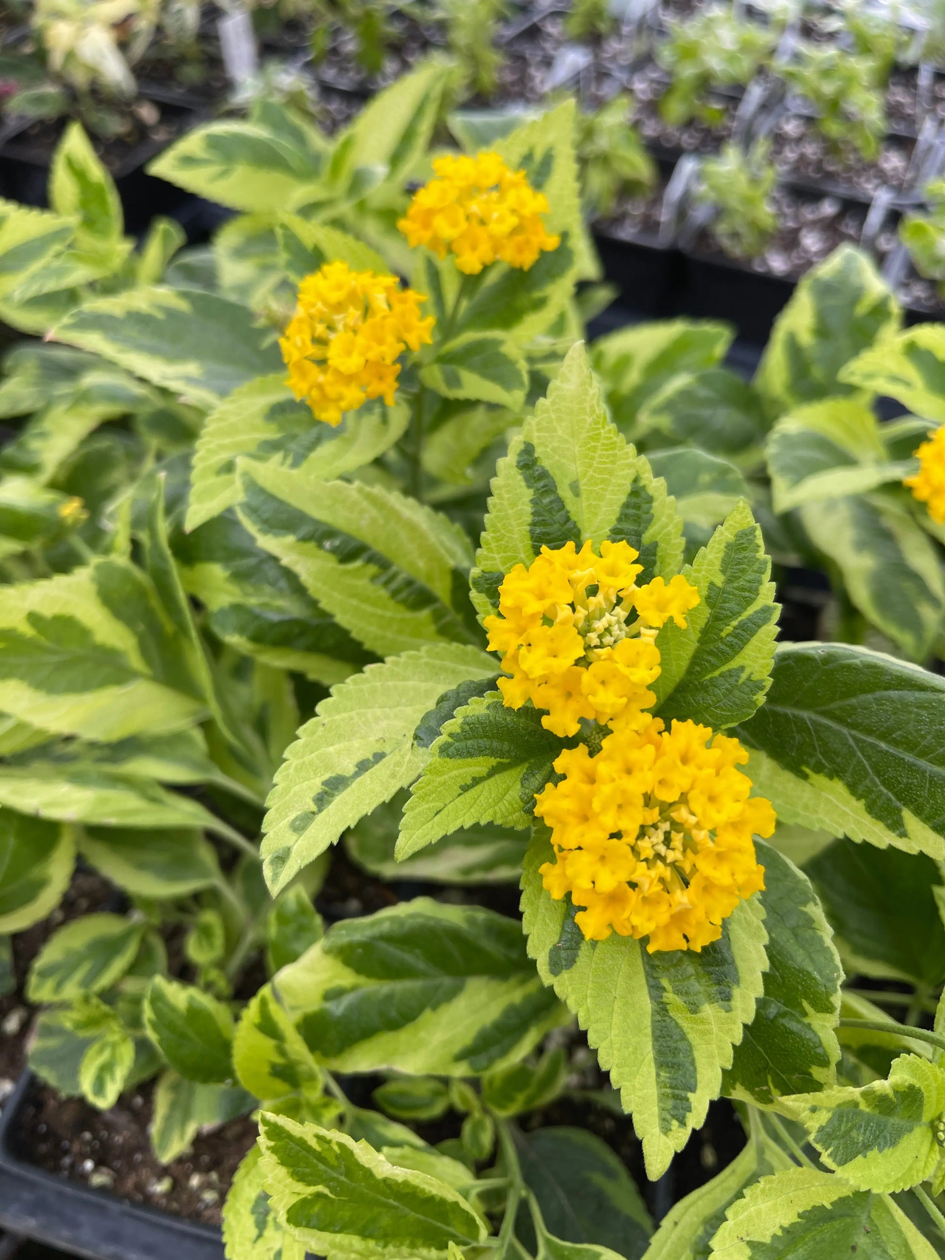 Lantana Samantha - Mason House Garden