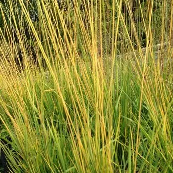 Molinia arundinacea Dutch Dreamer