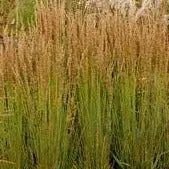 Molinia caerulea Moorhexe - Mason House Garden