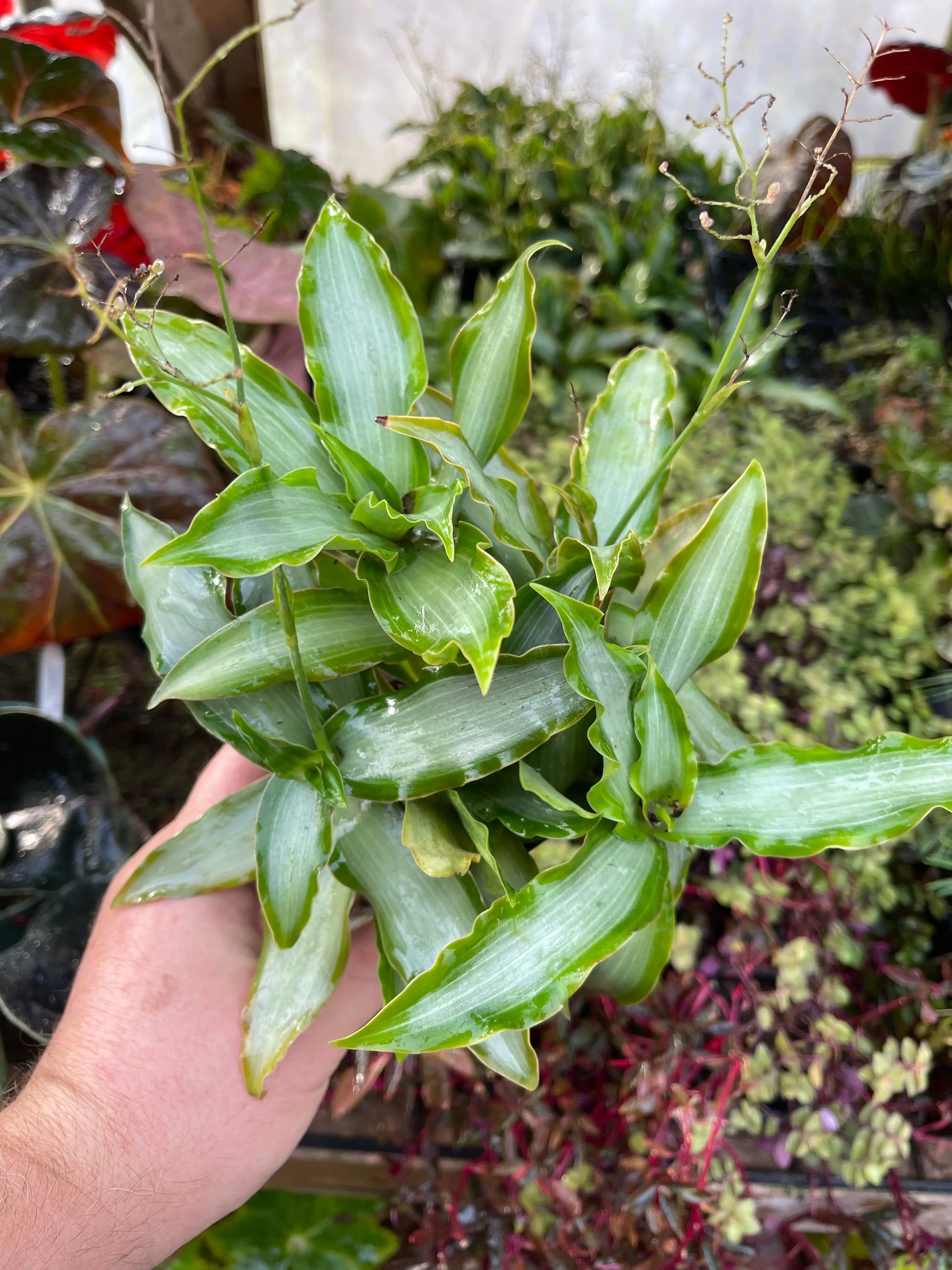 Murdannia loriformis Bright Star - Mason House Garden