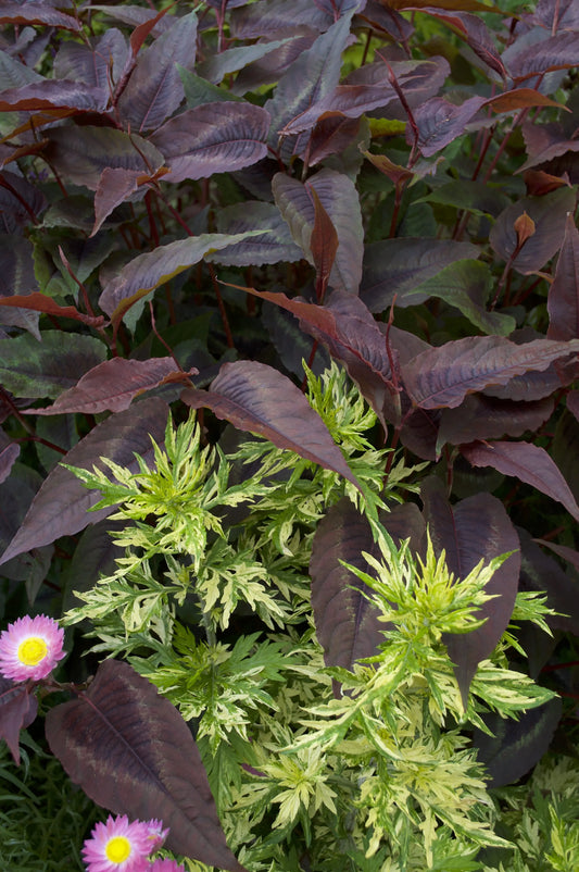 Persicaria Red Dragon - Mason House Garden