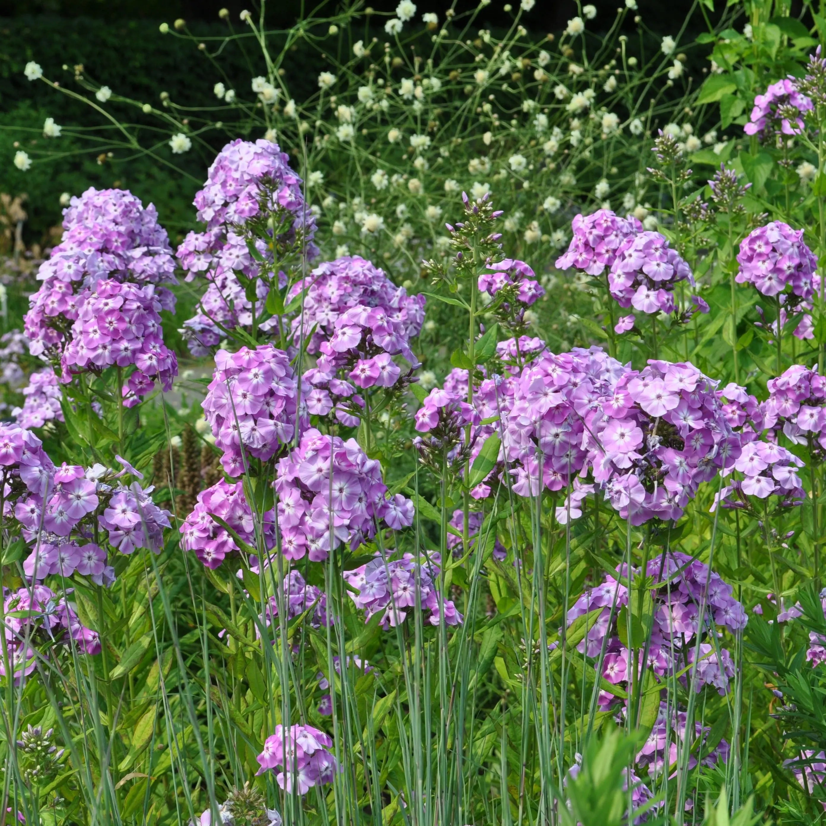 Phlox amplifolia Goliath – Mason House Garden