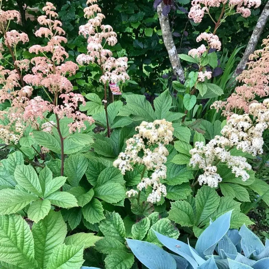 Rodgersia pinnata Superba - Mason House Garden