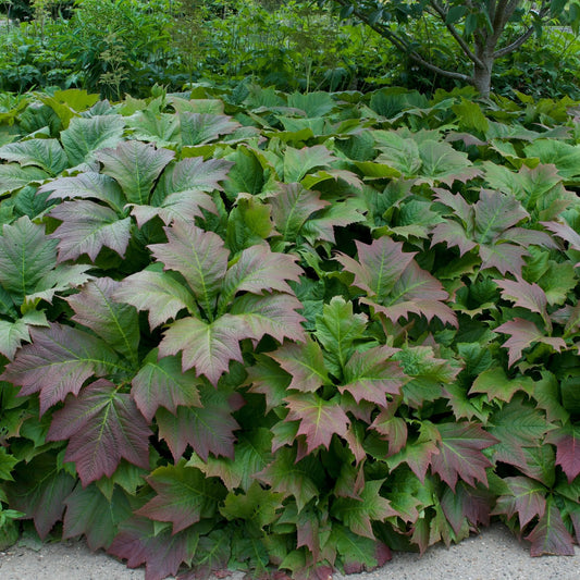 Rodgersia podophyllum Braunlaub