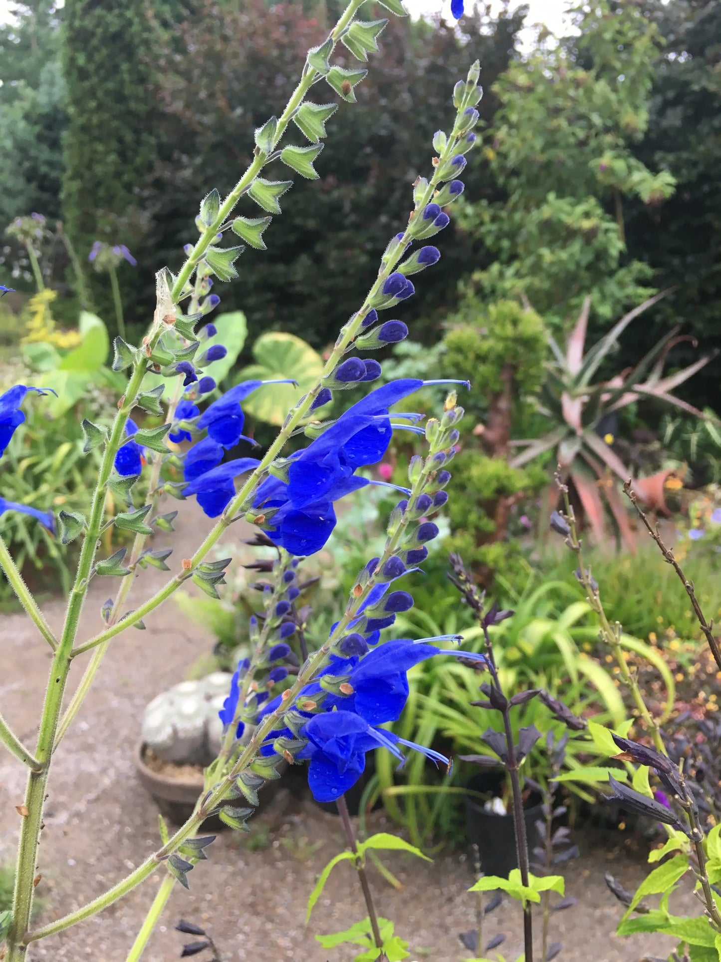 Salvia Big Swing - Mason House Garden