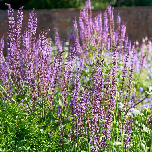 Salvia nemerosa Miss Elly - Mason House Garden