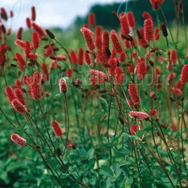 Sanguisorba menziesii