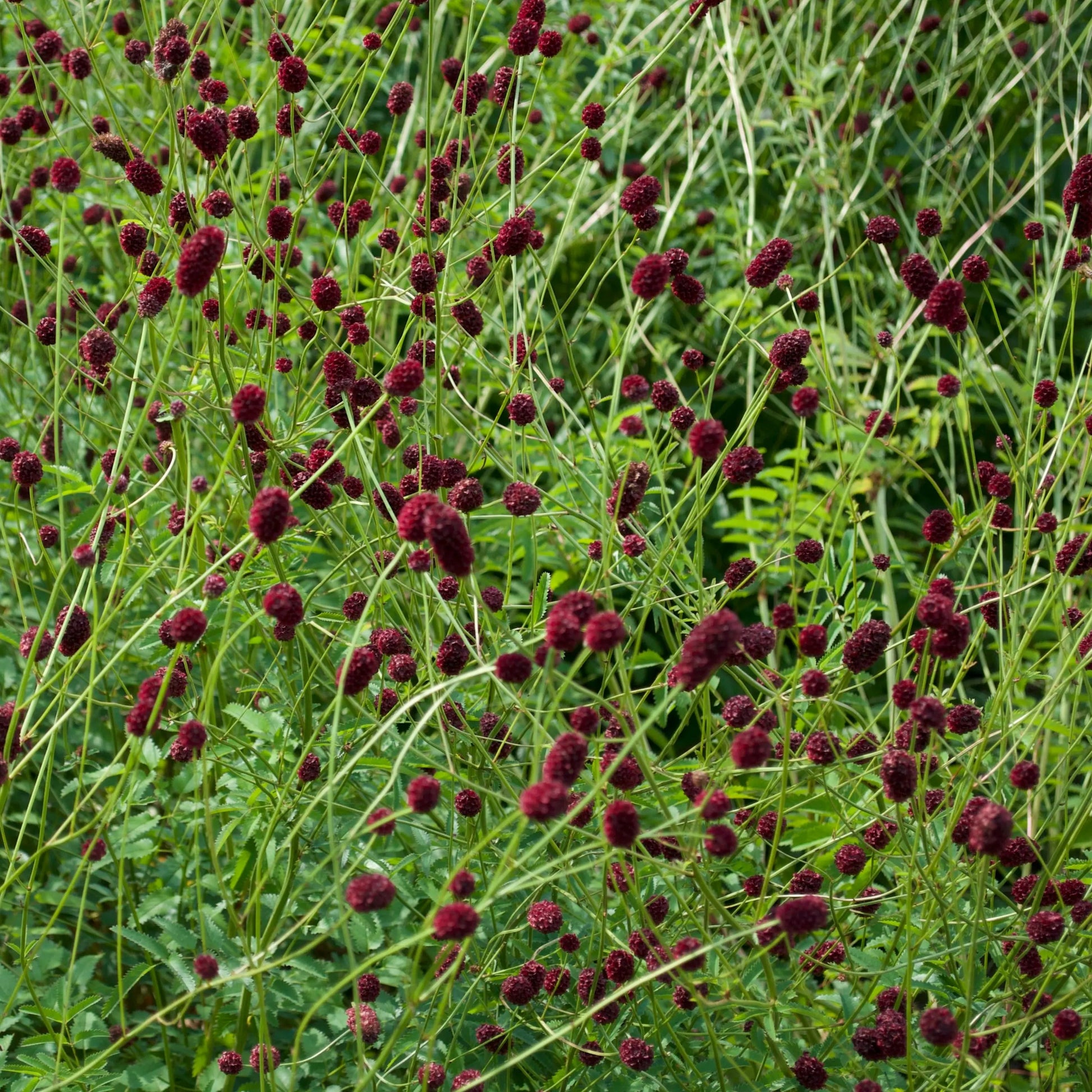 Sanguisorba officinalis Martin's Mulberry - Mason House Garden