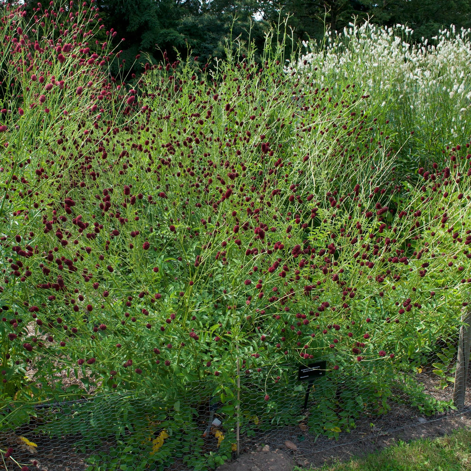 Sanguisorba officinalis Martin's Mulberry - Mason House Garden