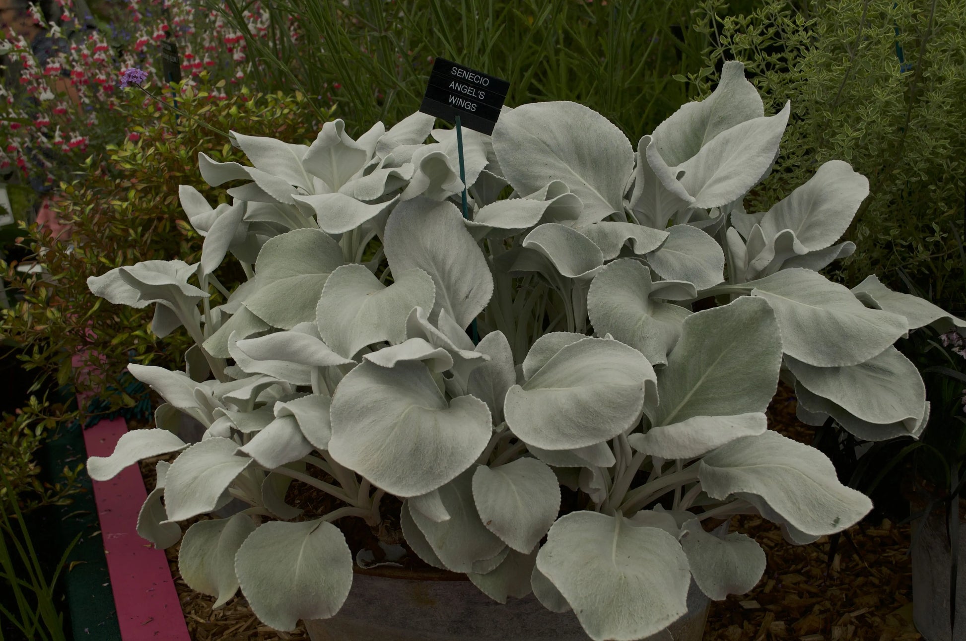 Senecio candicans Angel Wings - Mason House Garden