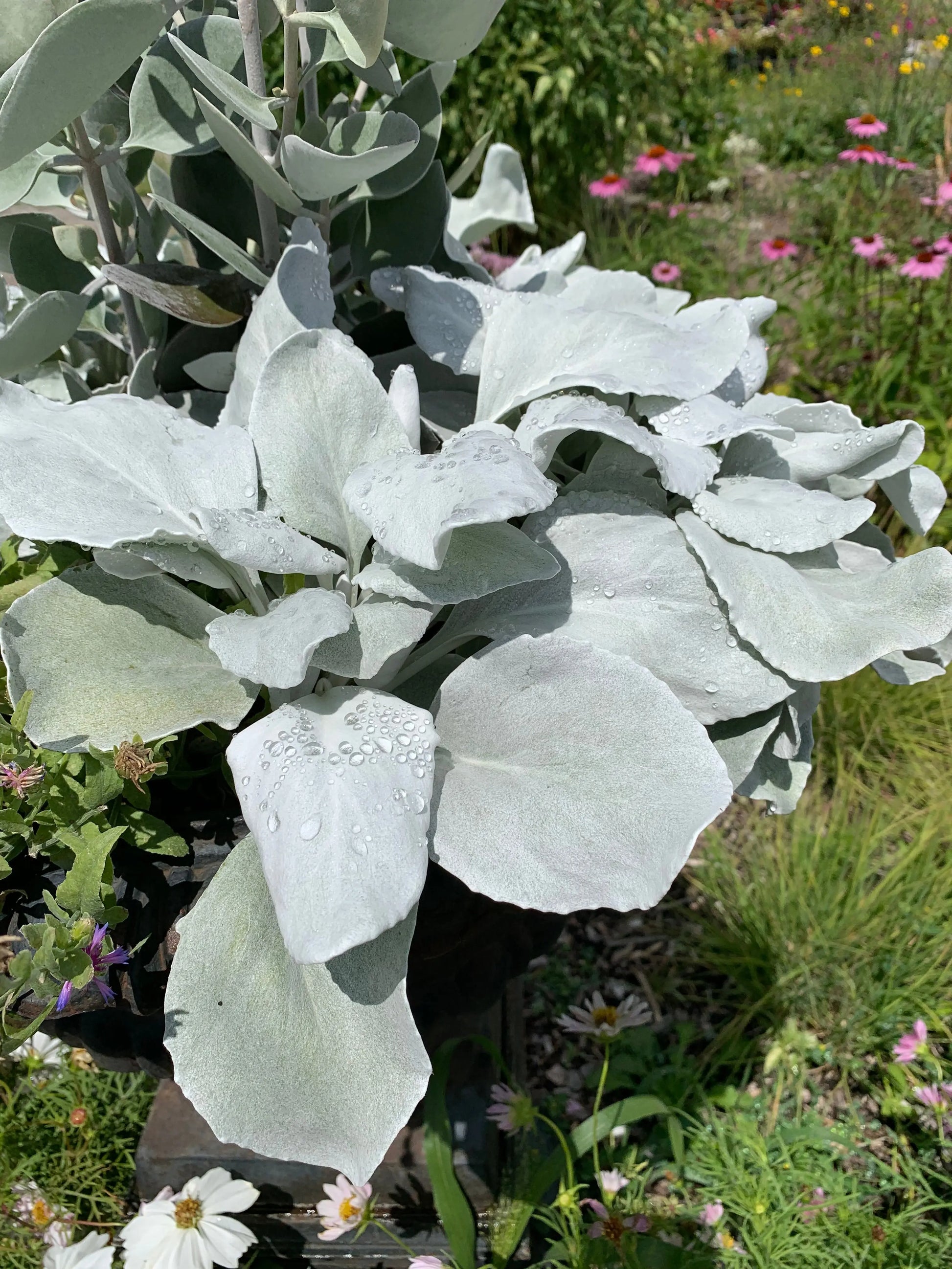 Senecio candicans Angel Wings - Mason House Garden