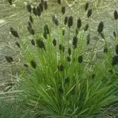 Sesleria heufleriana - Mason House Garden