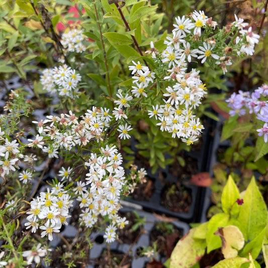 Symphyotrichium Bridal Veil - Mason House Garden