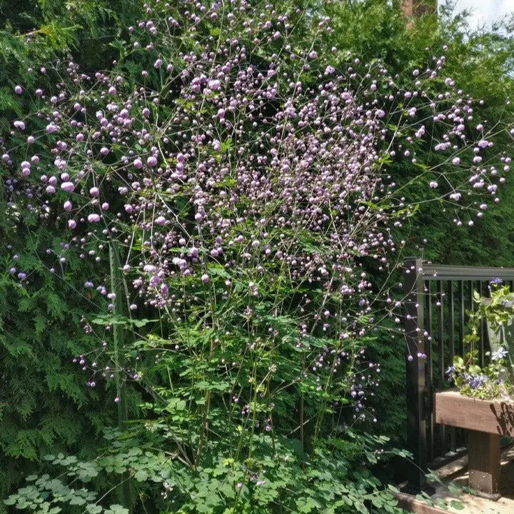 Thalictrum Splendide - Mason House Garden