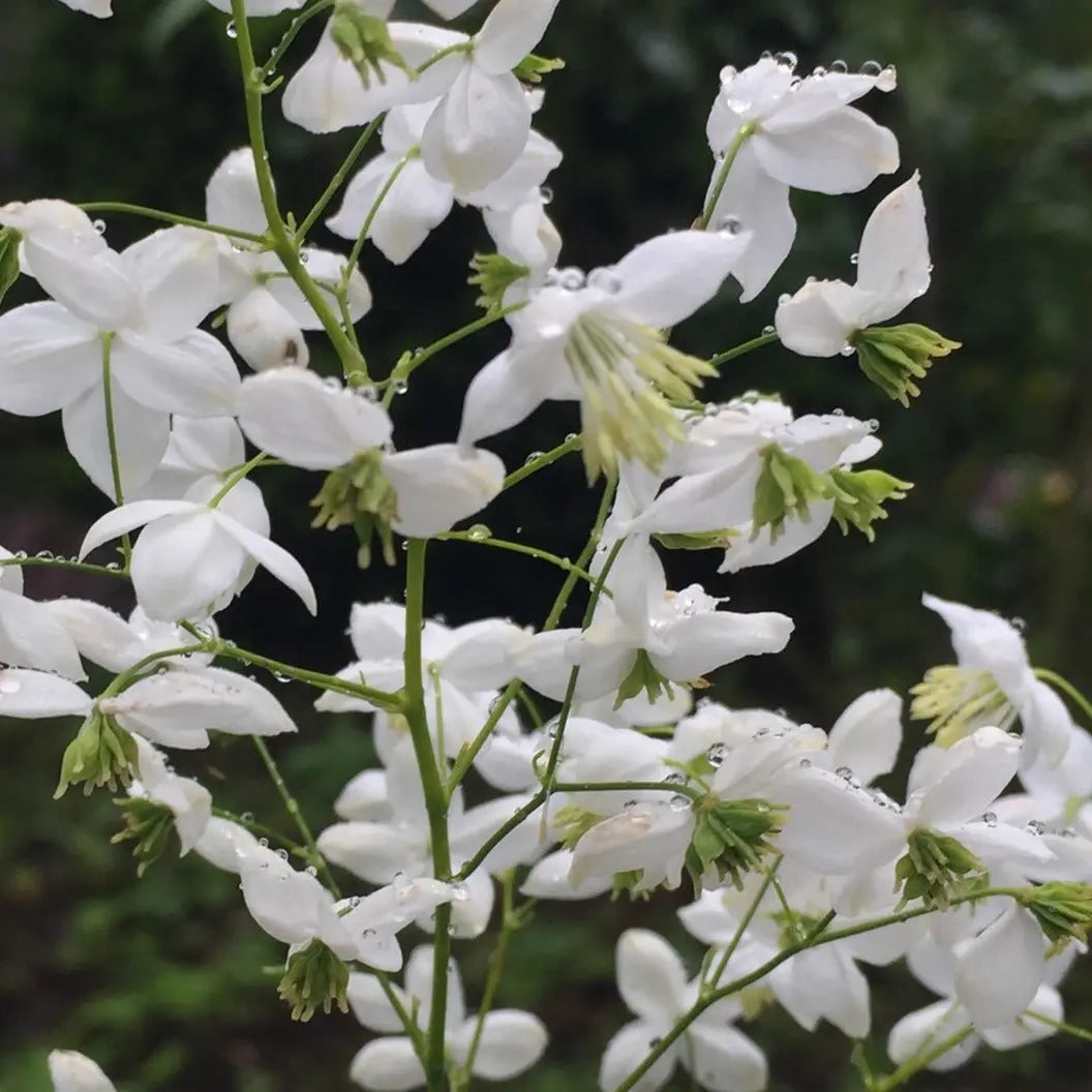 Thalictrum Splendide White - Mason House Garden