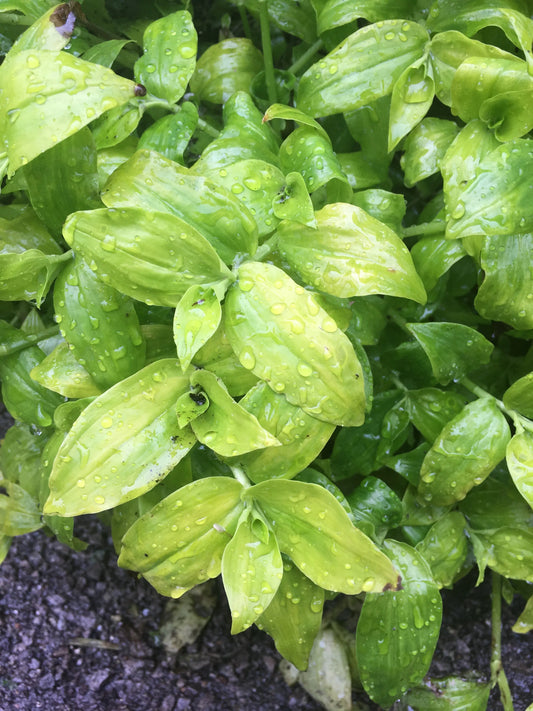 Tradescantia fluminensis Aurea